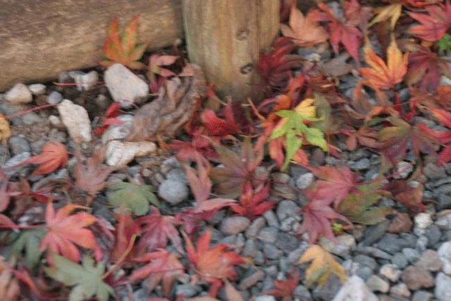 ありがた山に登っていく階段の落ち葉です。