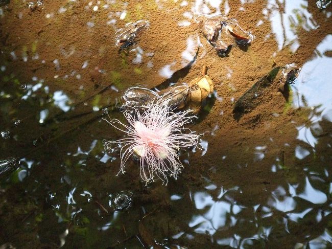 １つだけ落ちてたサガリバナ。<br />繊細できれいな花。<br />暗くなってから咲き、朝には散ってしまうんだって。<br /><br />明け方、甘い香りに包まれて水面に落ちるサガリバナ、、、いつか見てみたいなあ〜
