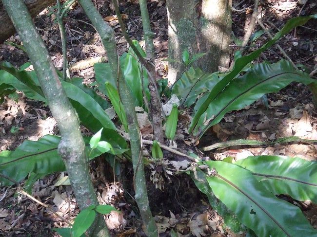 この前食べた「オオタニワタリ」はこんな植物だったのです！<br />真ん中から生えてくる若葉を摘むんだって。<br />中央に落ち葉が溜まりやすい形状になっていて、それを養分とするそうな。だから高い木の枝に寄生というか、へばりついて元気に育ってる子もいました。たくましい！