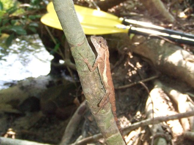 キノボリトカゲ。<br /><br />普段なら「ギャーッ！」って言うとこだけど、なぜかかわいく感じられ、シッポつかまえて超至近距離で観察。<br /><br />西表まじっく。