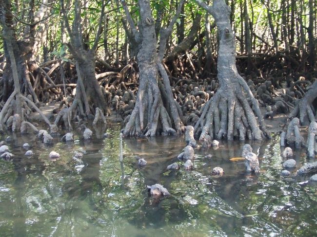 マングローブは、根がぽこぽこ水面から顔を出している。これは呼吸根といって、根っこも呼吸してるんだって。<br /><br />マングローブってのは、木の名前ではなくて、河口近くの塩性湿地に生育する森林だそうで。<br />だから海水の塩分を根で濾過したり、一枚の葉だけを犠牲にしてそこに塩分を貯めたりと、いろんな工夫をして逆境を生き抜いているそうな。