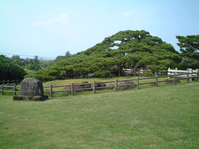 五枝の松。<br />緑が美しかった〜。樹齢２５０余年の琉球松で国指定天然記念物だそうです。すごい！