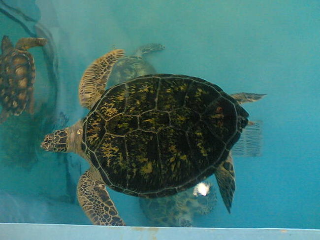 久米島ウミガメ館のカメ。<br />水槽の中に大小のカメが泳いでいました。浦島太郎も私も乗れそうなカメさん達。クイズ形式で展示の内容を勉強できたり、海外のカメ事情の写真があったり、あるカメの一生のドラマを映像で見たりできる。<br />海にゴミを捨てるのは止めましょう！
