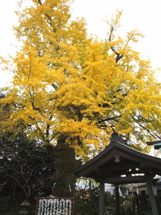 荏柄天神社の大銀杏