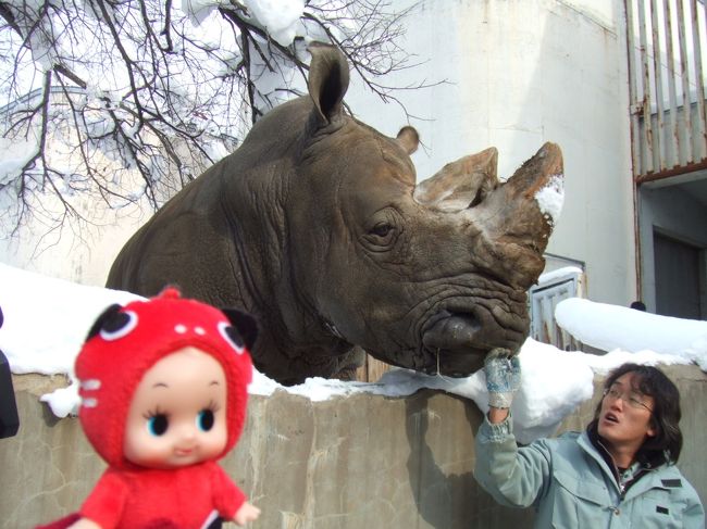 冬の北海道　寒いけど旭川動物園と札幌満喫の旅♪