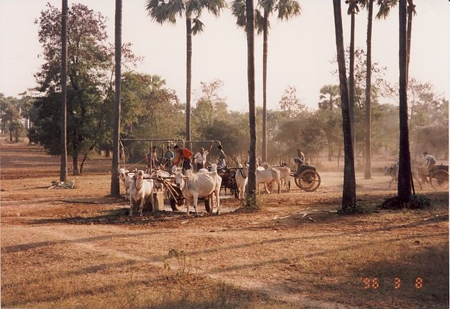 共同の水汲み場。　いまだに牛車でやってきます。