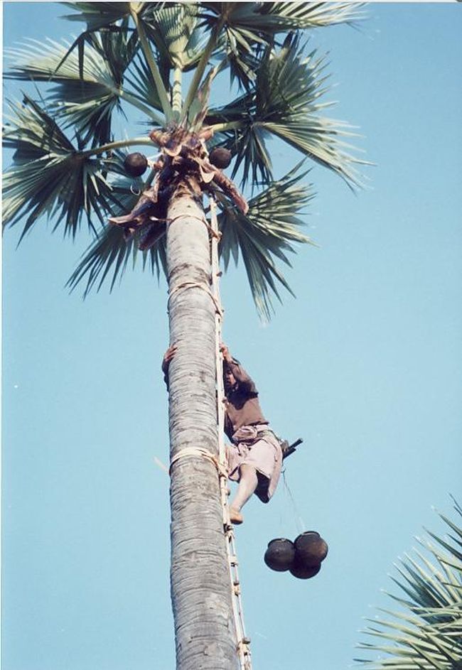 彼がするすると木に登って採取してきます。