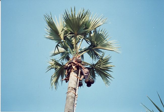 見事な技です。