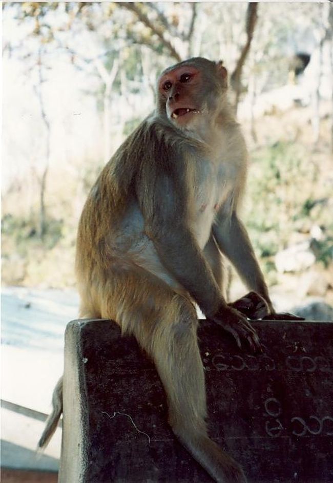 頂上までの階段の途中には猿が沢山います。