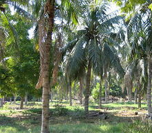 その施設は椰子林の中にありました。<br />６５年前にオランダ人が建てたという教会のような建物に神父様が暮らしていらっしゃいました。<br />そばには６０名の神学生が学ぶ校舎がありました。<br />全国から集まってきてるそうです。<br />イスラム国家の中では<br />なかなか大変な人生じゃないかと想像されます。