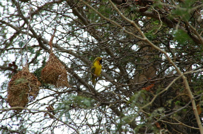 ここのキャンプ場は鳥がとても多かったよ。<br />大きな木には鳥の巣が沢山あった！