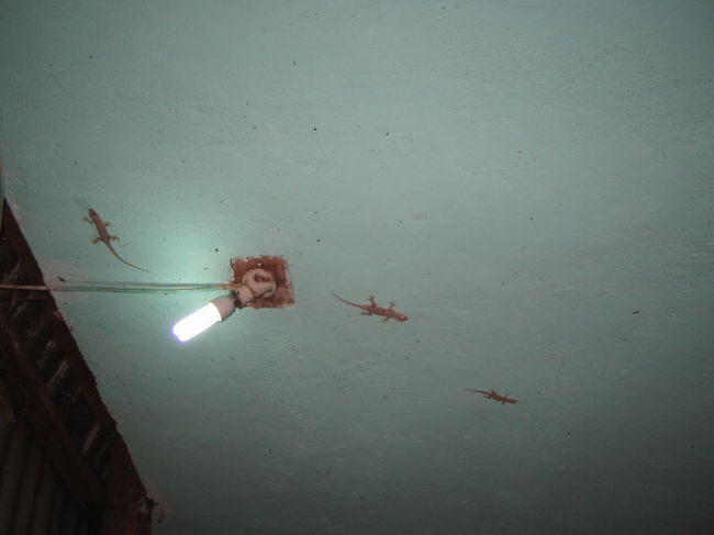 おトイレの壁にへばりついていた・・・。<br />トカゲじゃないよね。<br />ヤモリ？