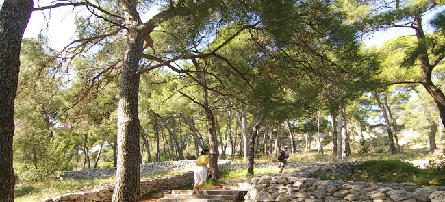 松林の中の階段を、どんどん上って行く