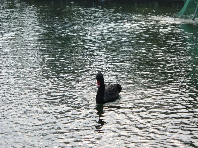 至善園<br />黒鳥