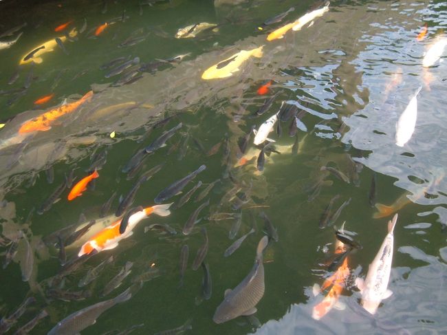 至善園<br />大量の鯉！