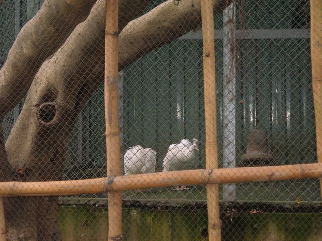 至善園<br />白い孔雀