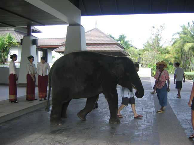朝きまった時間になると子ぞうがホテルのロビーにいて一緒に遊んでくれます。