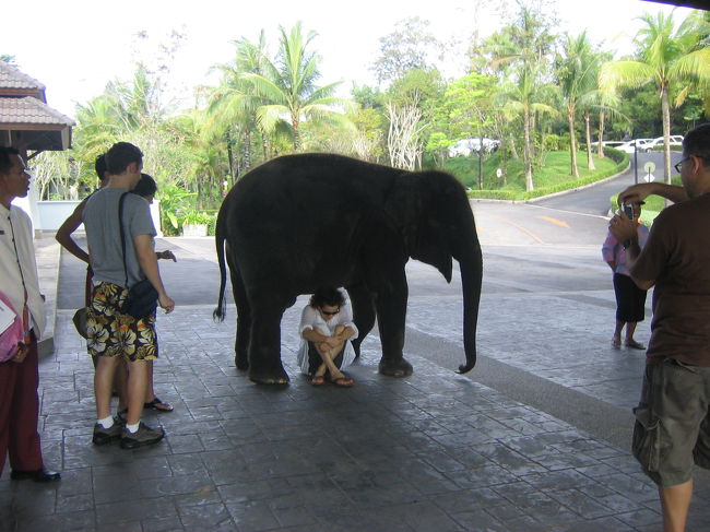 この子ぞう、自分の好きな人はこうやって下に入れてくれるんだって、かわいいね。