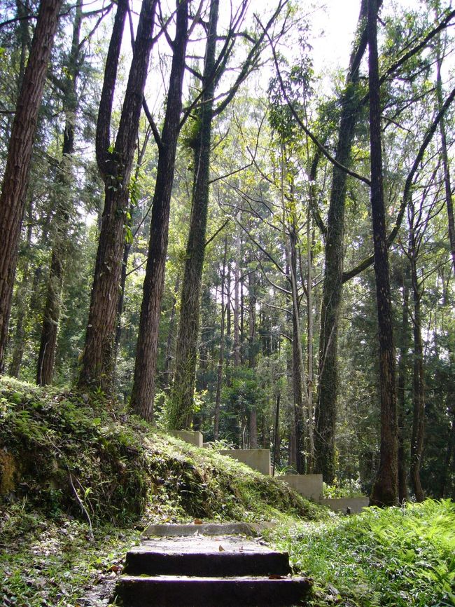 ドライフォレスト。<br />このあたりは湿気も少なくて、(寒いというよりは)とても涼しい。<br />ここに生えている樹木は、もともとオーストラリアから輸入されたものだそう。<br />