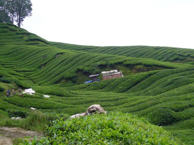 同じゲストハウスの人と、タクシーで軽く街めぐり。<br />またまた、最初は茶畑からスタート。<br />茶畑+トラクターって、なかなか良い被写体でしょう？！