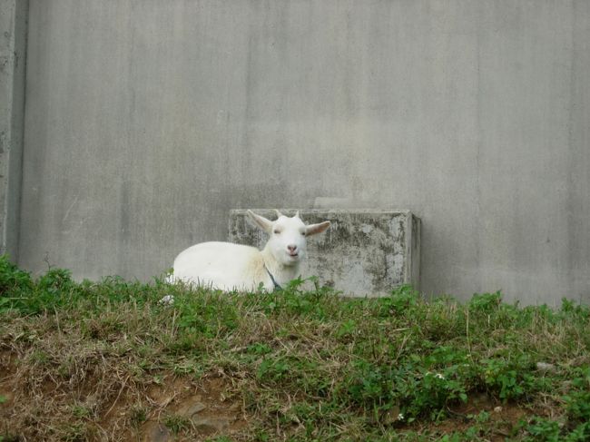 いずれヤギ汁にされてしまうのだろうか...