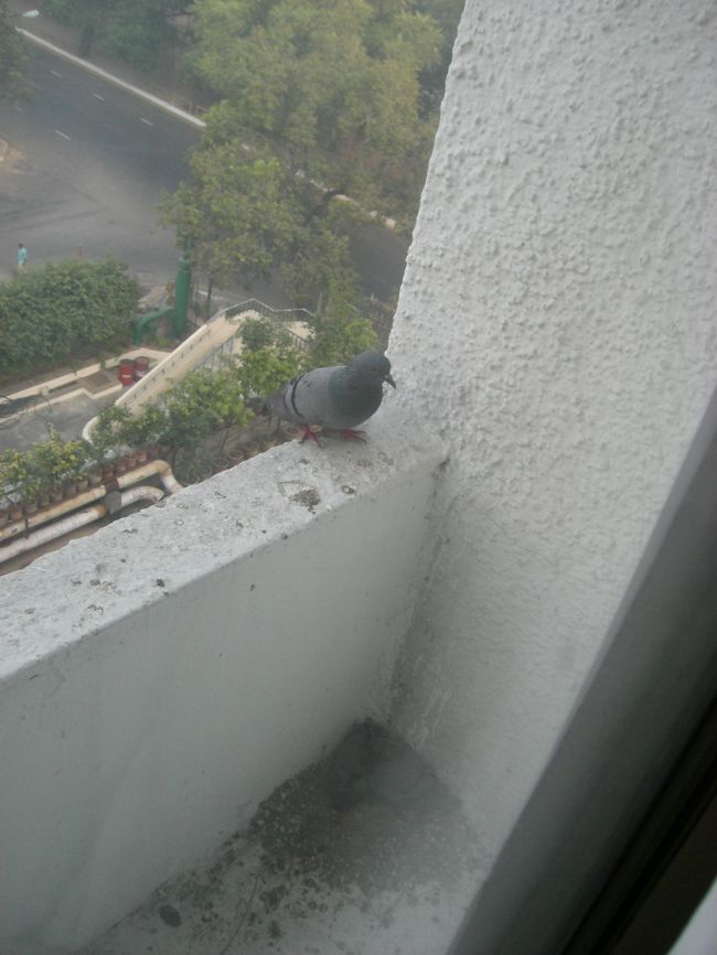 ベランダにハトがよくくるなぁ〜<br />朝からポッポ・ポッポうるさい〜<br />と思ってたら、