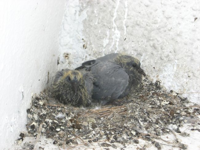 産毛がフサフサのひな鳥がいる！