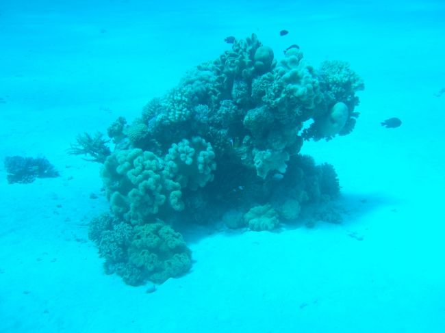 tiny amphiprion bicinctus