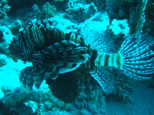 Pterois lunulata