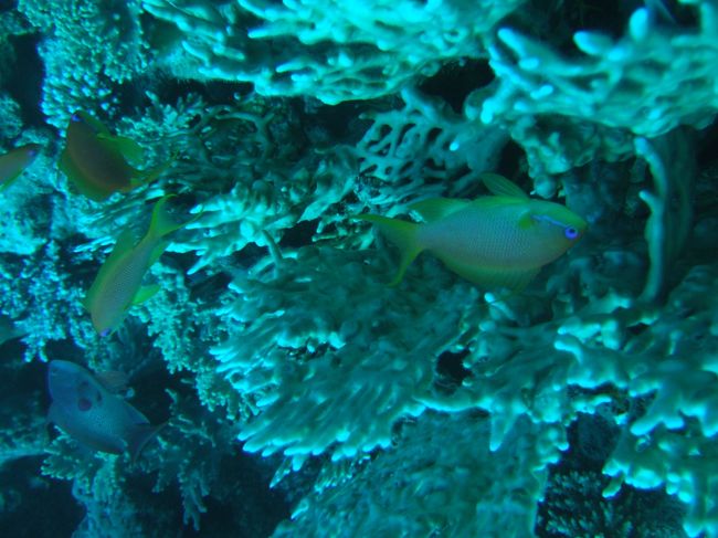 anthias squamipinnis