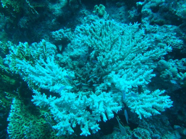 tiny fish in the coral reef
