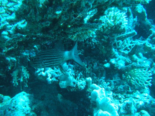 ...on nigrofasciatus