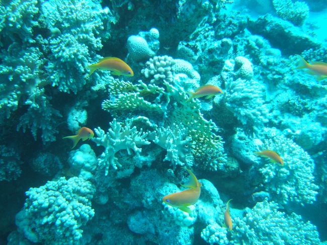 anthias squamipinnis