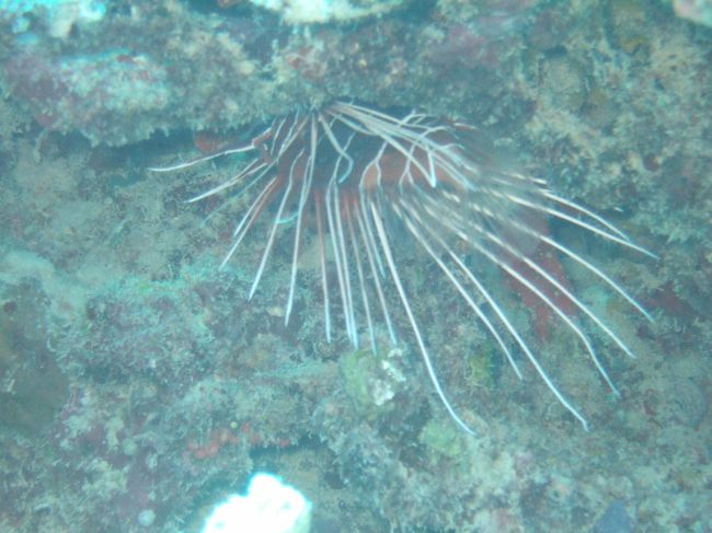 pterois lunulata