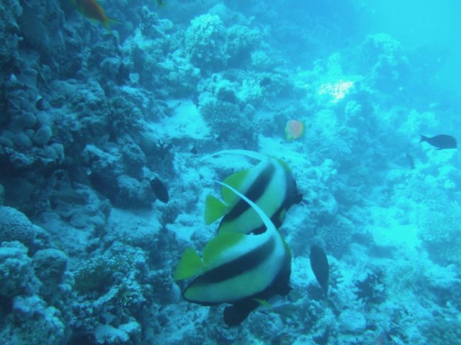 Heniochus intermedius only in Red Sea