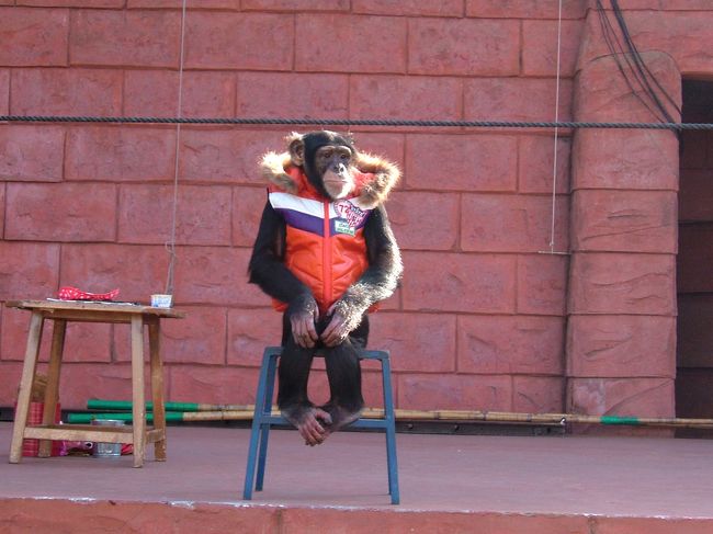 アスカちゃん。<br />寒いのでダウンベストを着ています（笑）<br />とにかく最高に可愛らしかったです。