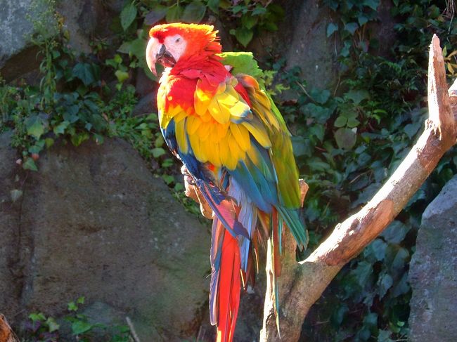 シャボテン公園の中のインコ。<br />色合いが美しいですね。