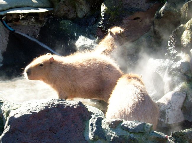 カピバラの温泉浴。<br />極寒だったので、とても暖かそうで羨ましい。<br />この後に行く予定の温泉が更に楽しみになりました！