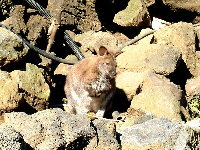 カンガルー公園内にて。<br />インパラやカンガルーが放し飼いになっています。<br />とても静かでした。寒かったからかな？