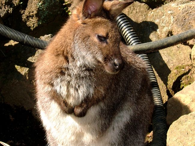 え〜っと、カンガルーかインパラです。<br />どちらか解らなくなってしまいました。。