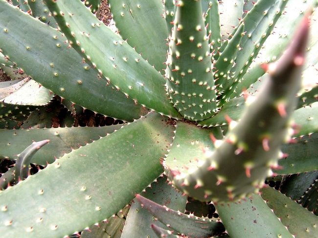 アロエのようなサボテン。世界にはいろんなサボテンがあるんだな〜と感心。