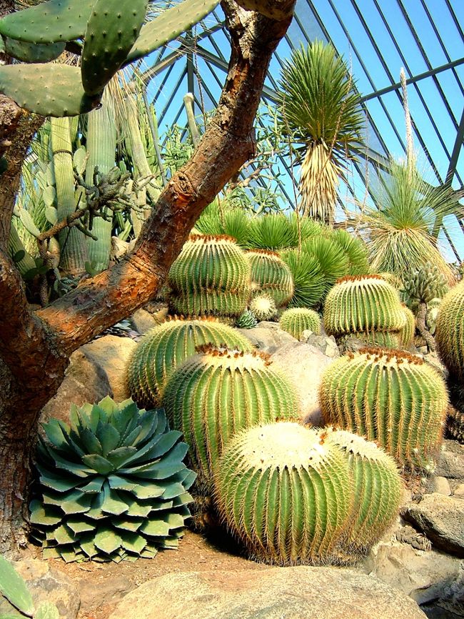 サボテンって意外とよく見ると毛虫みたいでちょっと気持ち悪い植物ですね〜。