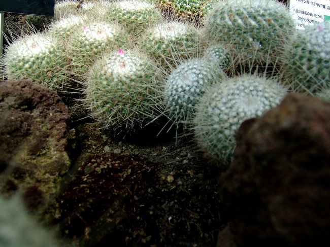 白い帽子のようなもので覆われているサボテン。