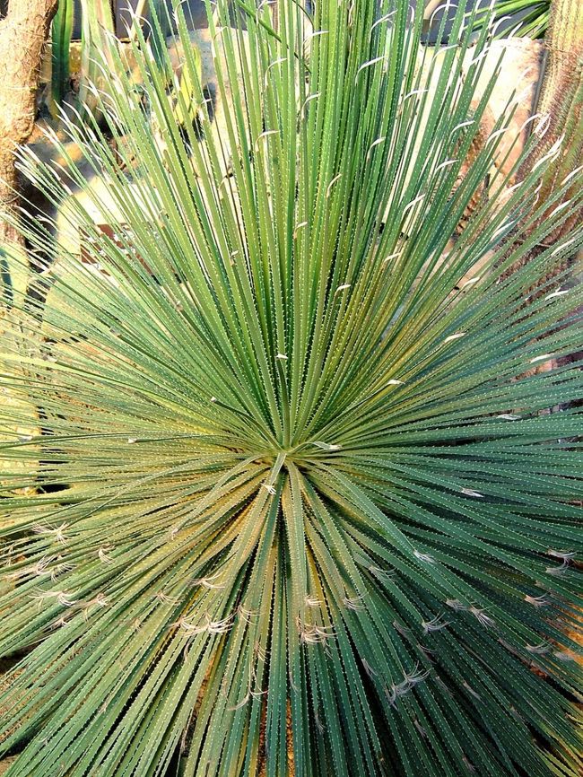 ウニみたいなサボテン。