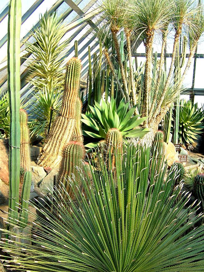 サボテンって不思議な植物だな〜と改めて感じました。