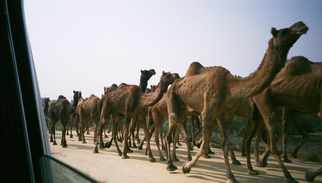ラクダも、高速道路で移動中