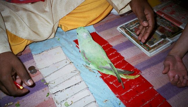 鳥の踏んだカードが、運命のカード<br /><br />占いをしている時、遊びに来ていた<br />中学生くらいのインド人の女の子の集団に<br />「どこから来たの？」<br />「結婚してるの？」<br />「いくつ？」<br />と質問攻めに合いました(^0^!)<br />キレイな英語を話してるし、<br />やっぱり育ちがいいのかな？<br />でも、ＪＡＰＡＮを知らなくて、残念。<br />ＣｈｉｎａとＫｏｒｅａは知ってたのに・・・。<br />がんばれＮＩＰＰＯＮ！！