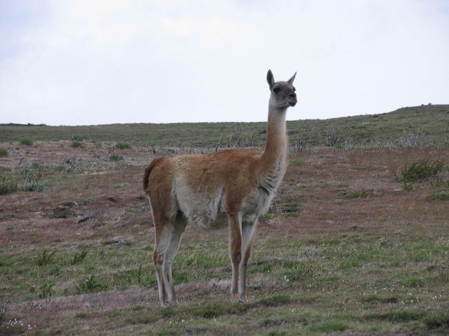 クアナゴ。<br />パイネ国立公園の入口付近で群れに遭遇した。