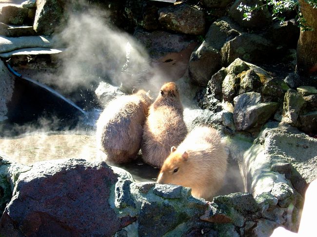 今日はこれから宿の側の温泉でゆったりと疲れと冷えきった体を温めに行きます！カピパラを見てた早く行きたくなってしまいました。