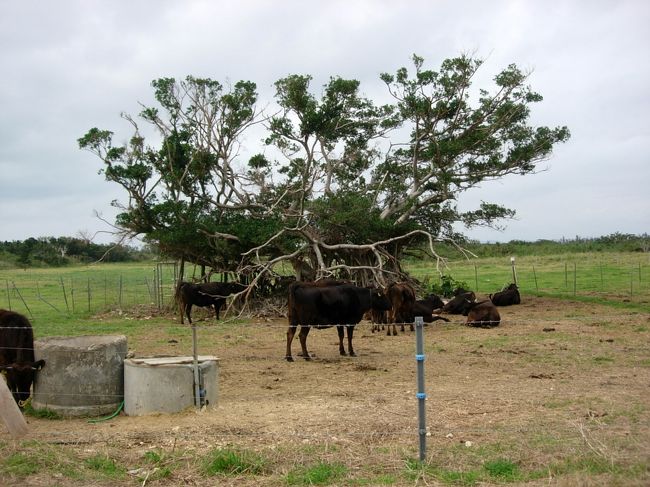 とても気になる木です。